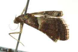 Image of Endotricha puncticostalis Walker (1866)