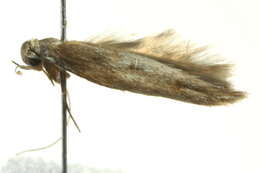 Image de Scythrididae