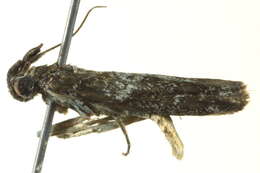 Image of Tylochares cosmiella Meyrick 1879