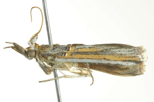 Image of Etiella chrysoporella Meyrick 1879