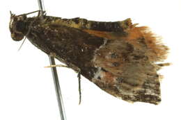 Image de Titanoceros thermoptera Lower 1903