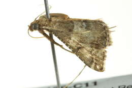 Image of Endotricha puncticostalis Walker (1866)