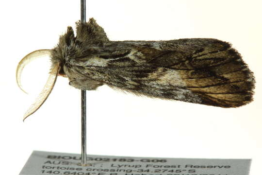 Image of Commonia hesychima