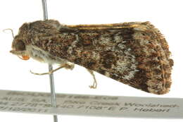 Image of <i>Heliothis punctifera</i>