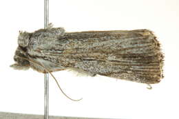 Plancia ëd Ectopatria paurogramma Lower 1901