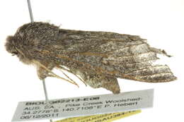 Image of Desert Hawk Moth