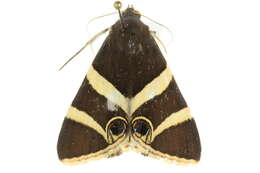 Grammodes ocellata Tepper 1890的圖片