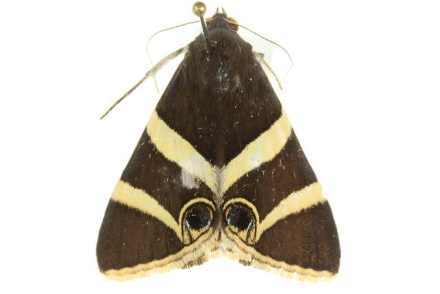 Grammodes ocellata Tepper 1890的圖片