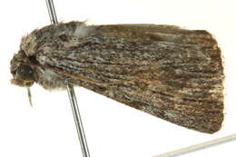 Plancia ëd Ectopatria paurogramma Lower 1901