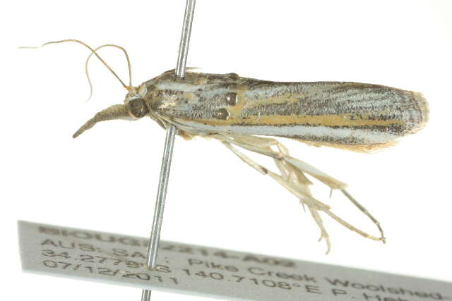 Image de Etiella chrysoporella Meyrick 1879