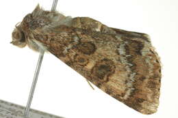 Image of <i>Heliothis punctifera</i>