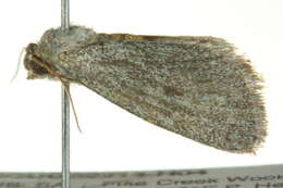 Sivun <i>Heliocheilus aleurota</i> kuva