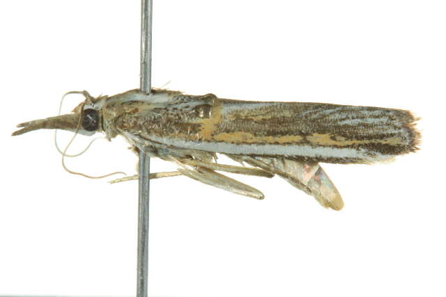 Image de Etiella chrysoporella Meyrick 1879