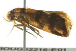 Image of <i>Cryptophasa tetrazona</i>