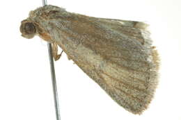 Sivun <i>Heliocheilus aleurota</i> kuva