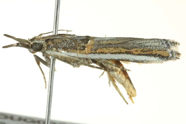 Image de Etiella chrysoporella Meyrick 1879