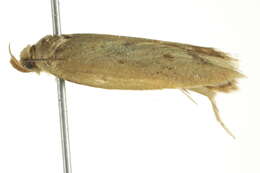 Image of <i>Heteroteucha occidua</i>