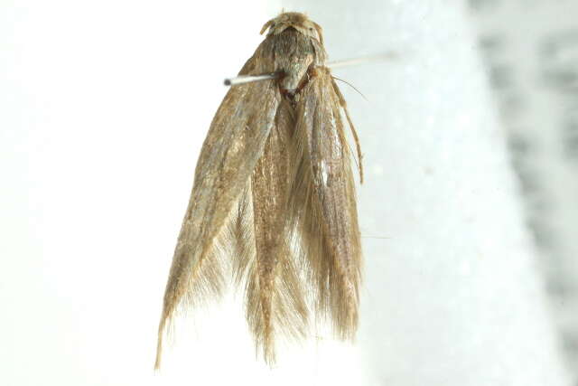 Image of flower moths