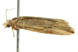 Image of Nutgrass borer