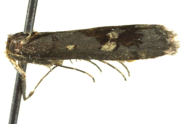 Image of <i>Eclipsiodes anthomera</i>