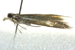 Image of <i>Xerometra ochroloma</i>