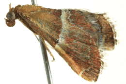 Image of Persicoptera compsopa Meyrick 1887