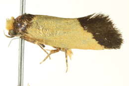 Image of Chrysonoma