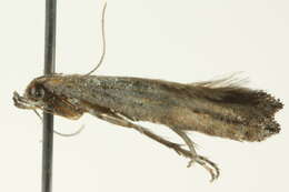 Image of Epermenioidea