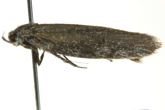 Image of <i>Ericrypsina ductaria</i>