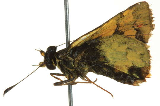 Image of Taractrocera dolon Plötz 1884