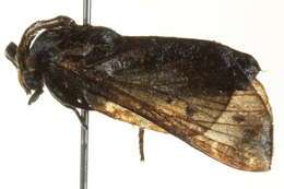 Image of <i>Genduara punctigera</i>