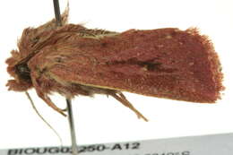 Image of Cirphis ebriosa Guenée 1852