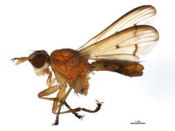 Image of Tetanocera plumosa Loew 1847