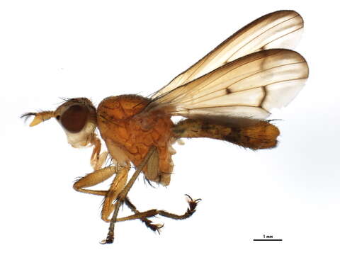 Image of Tetanocera plumosa Loew 1847