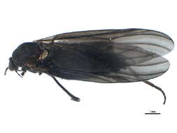 Image of Penthetria heteroptera (Say 1823)