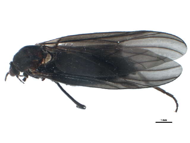 Image of Penthetria heteroptera (Say 1823)