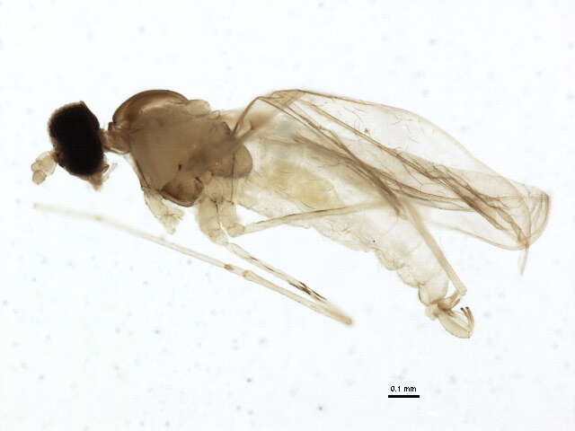 Image of Asteromyia carbonifera (Osten Sacken 1862)