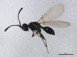 Image of Trichopria