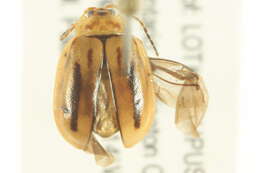 Image of Capraita subvittata (Horn 1889)