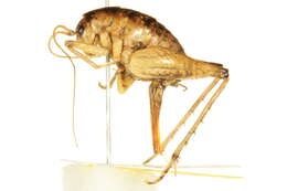 Ceuthophilus (Geotettix) guttulosus Walker & F. 1869的圖片