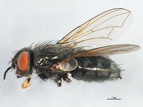 Image of Black-based cluster fly