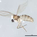 Image of Corynoptera deserta Heller & Menzel 2006