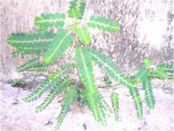 Image de Phyllanthus odontadenius Müll. Arg.