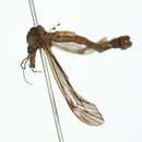 Image of Tipula (Vestiplex) canadensis Loew 1864