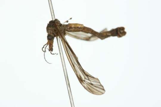 Image of Tipula (Vestiplex) canadensis Loew 1864