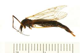 Image of Tipula