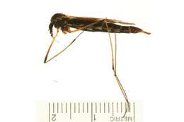 Image of Tipula