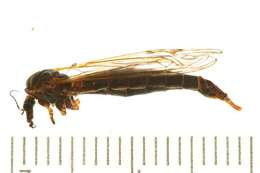 Image of Tipula