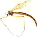 صورة Tipula (Odonatisca) breviligula Alexander 1956