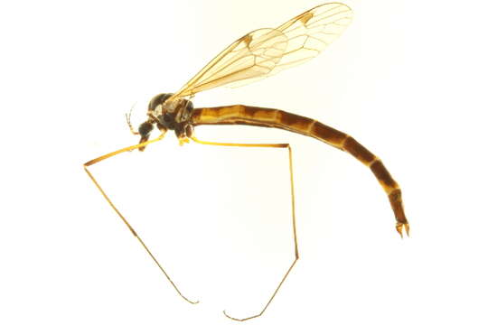 صورة Tipula (Odonatisca) breviligula Alexander 1956